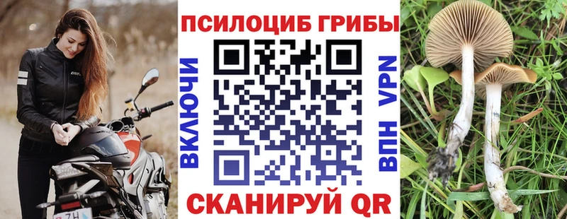 где можно купить мега вход Галлюциногенные грибы прущие грибы Жуков